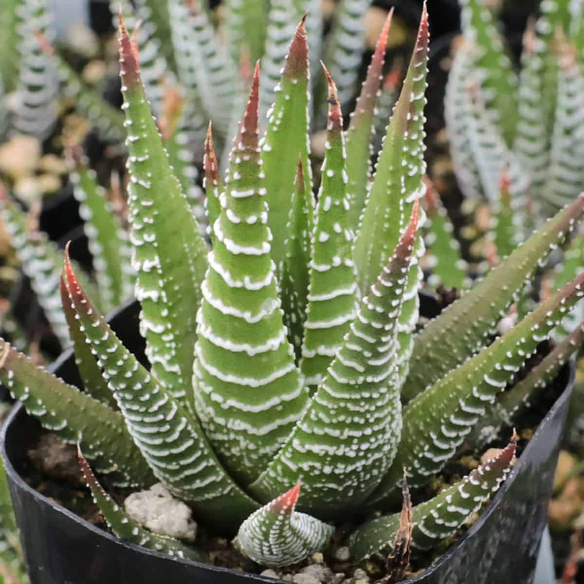 Zebra Haworthia grows in a plastic pot.