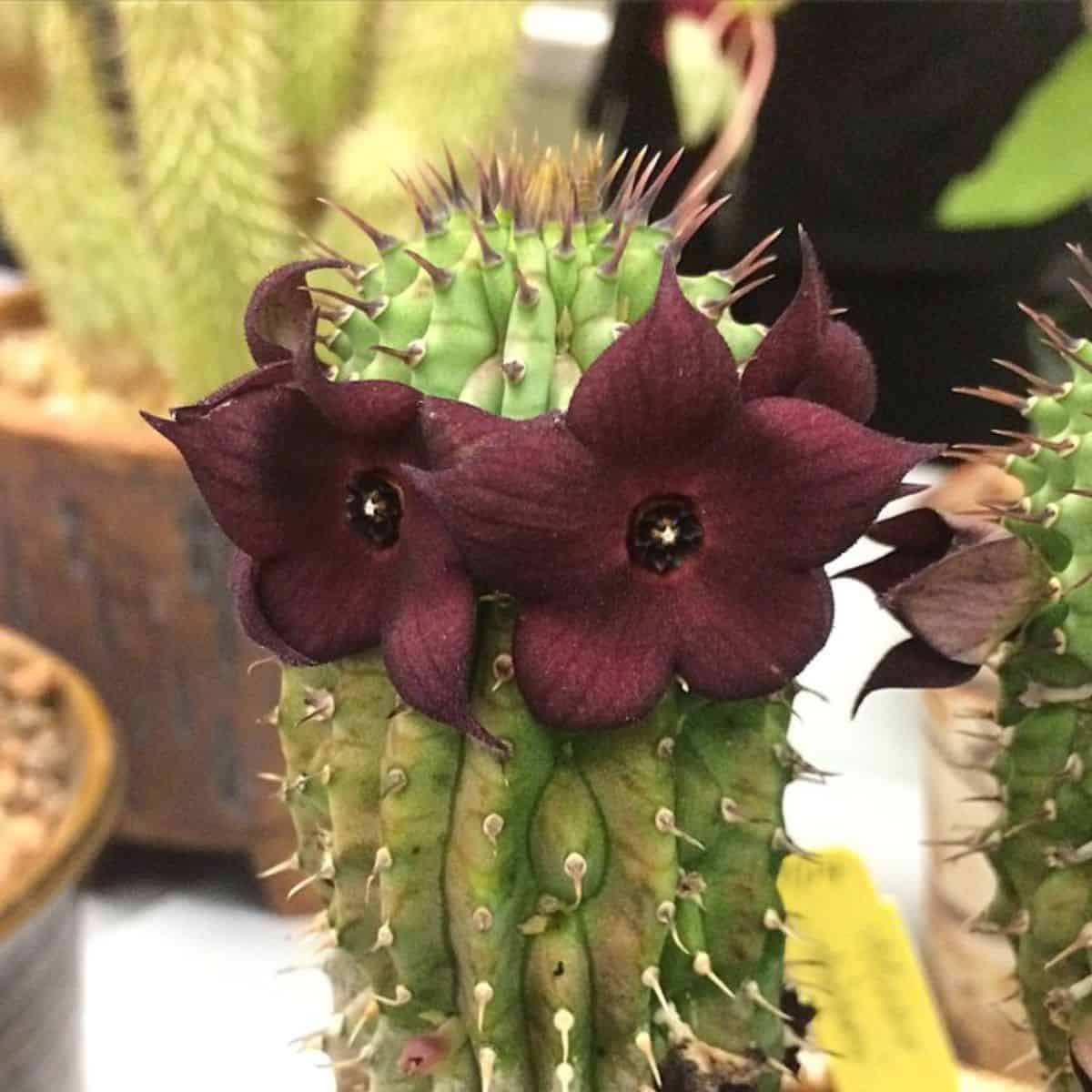 Hoodia triebneri with beautiful black-red flowers.