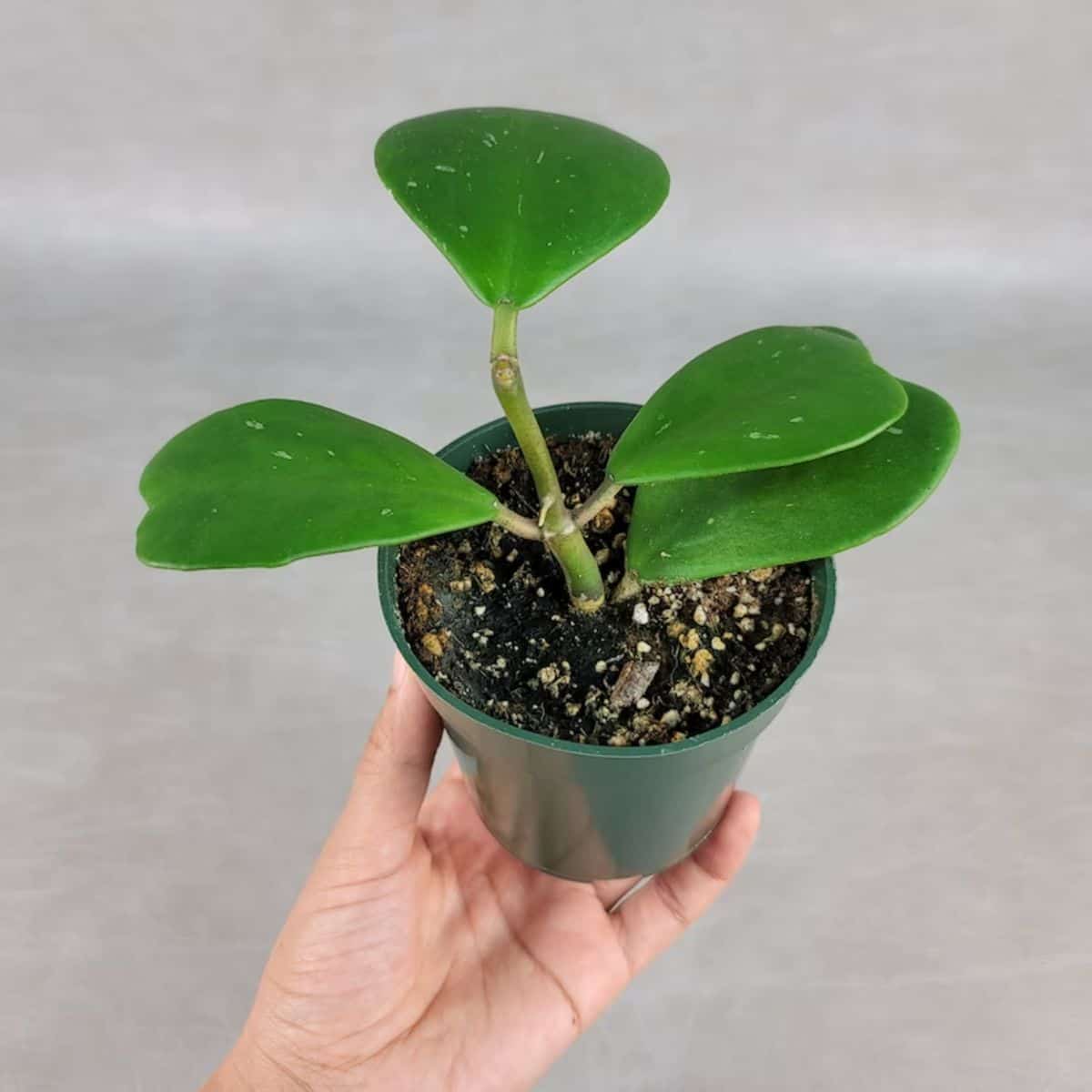 Hoya Kerrii grows in a green plastic pot held by hand.