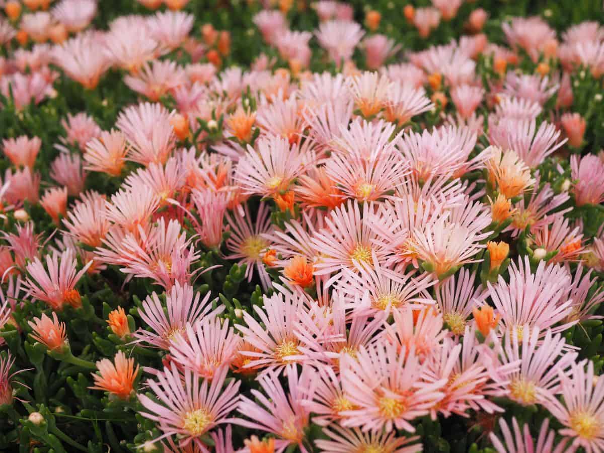 Delosperma Kelaidis in a pink bloom.