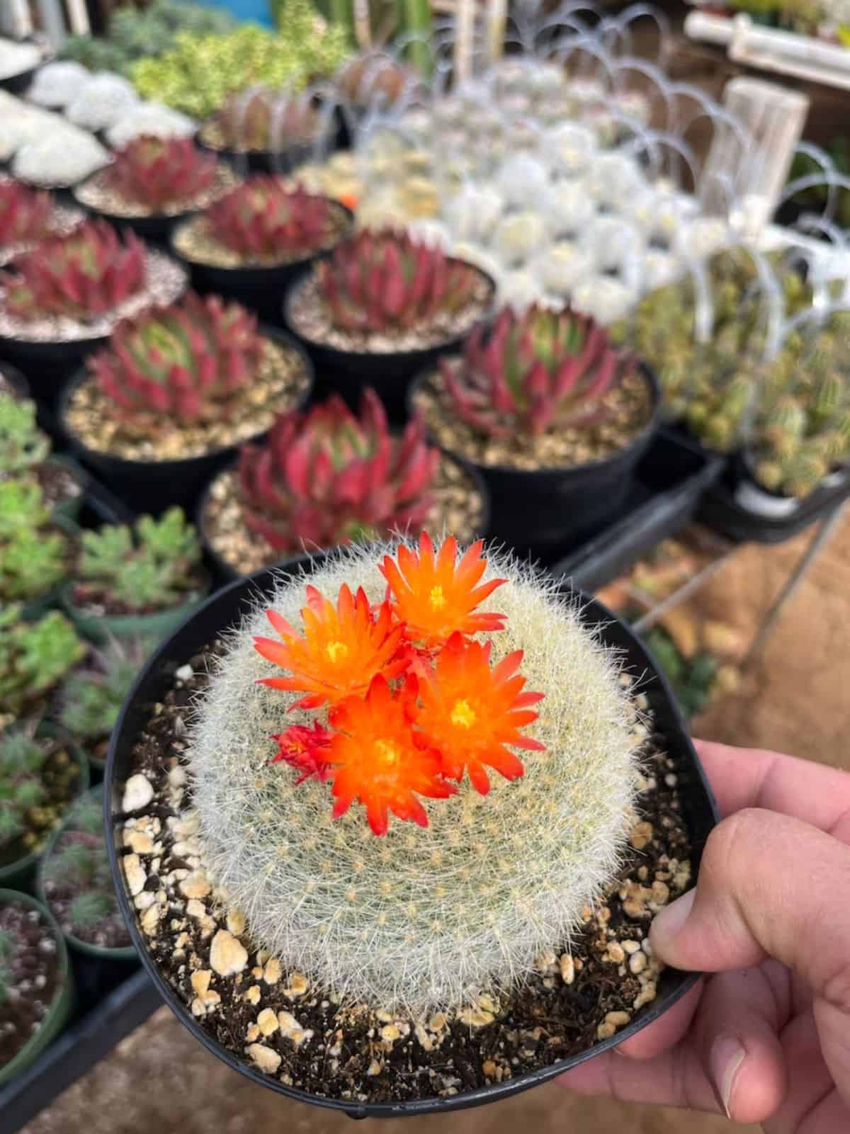 Notocactus haselbergii with four orange flowers grows in a plastic pot held by hand.
