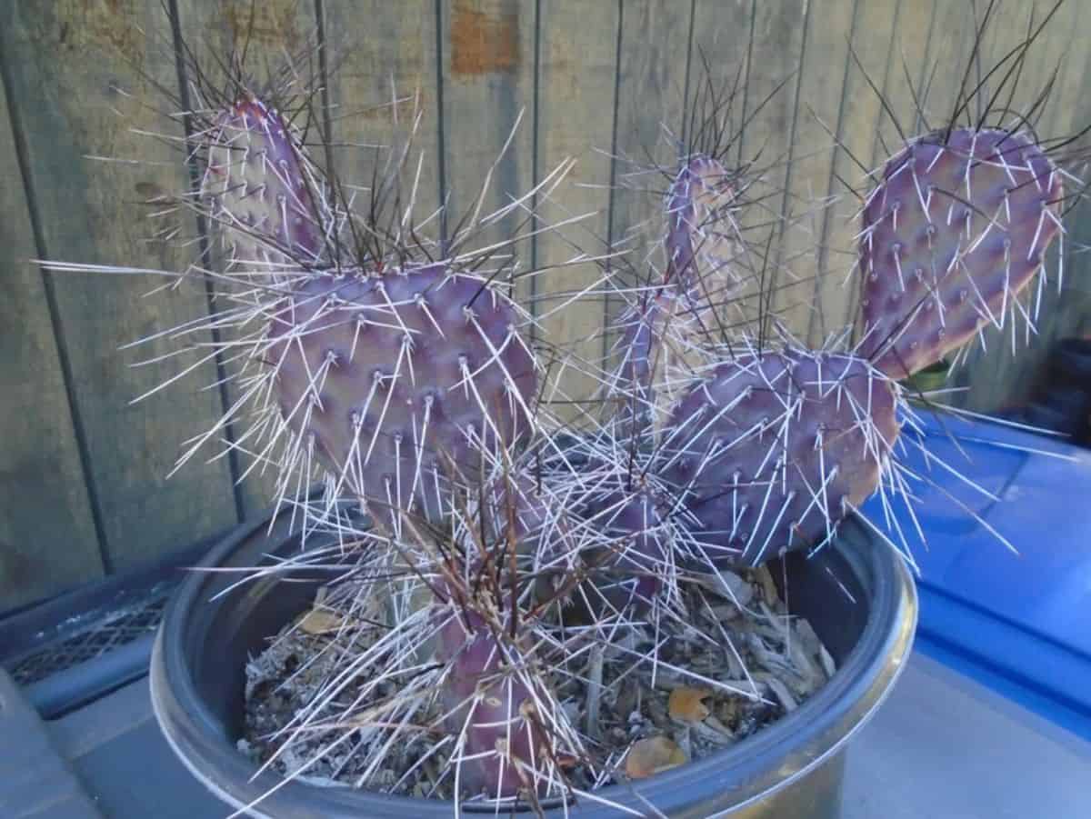 Opuntia phaeacantha grows in a plastic pot.