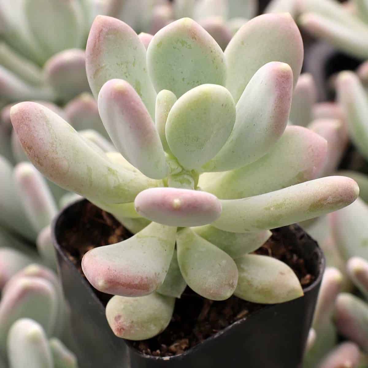 Pachyphytum glutinicaule grows in a plastic pot.