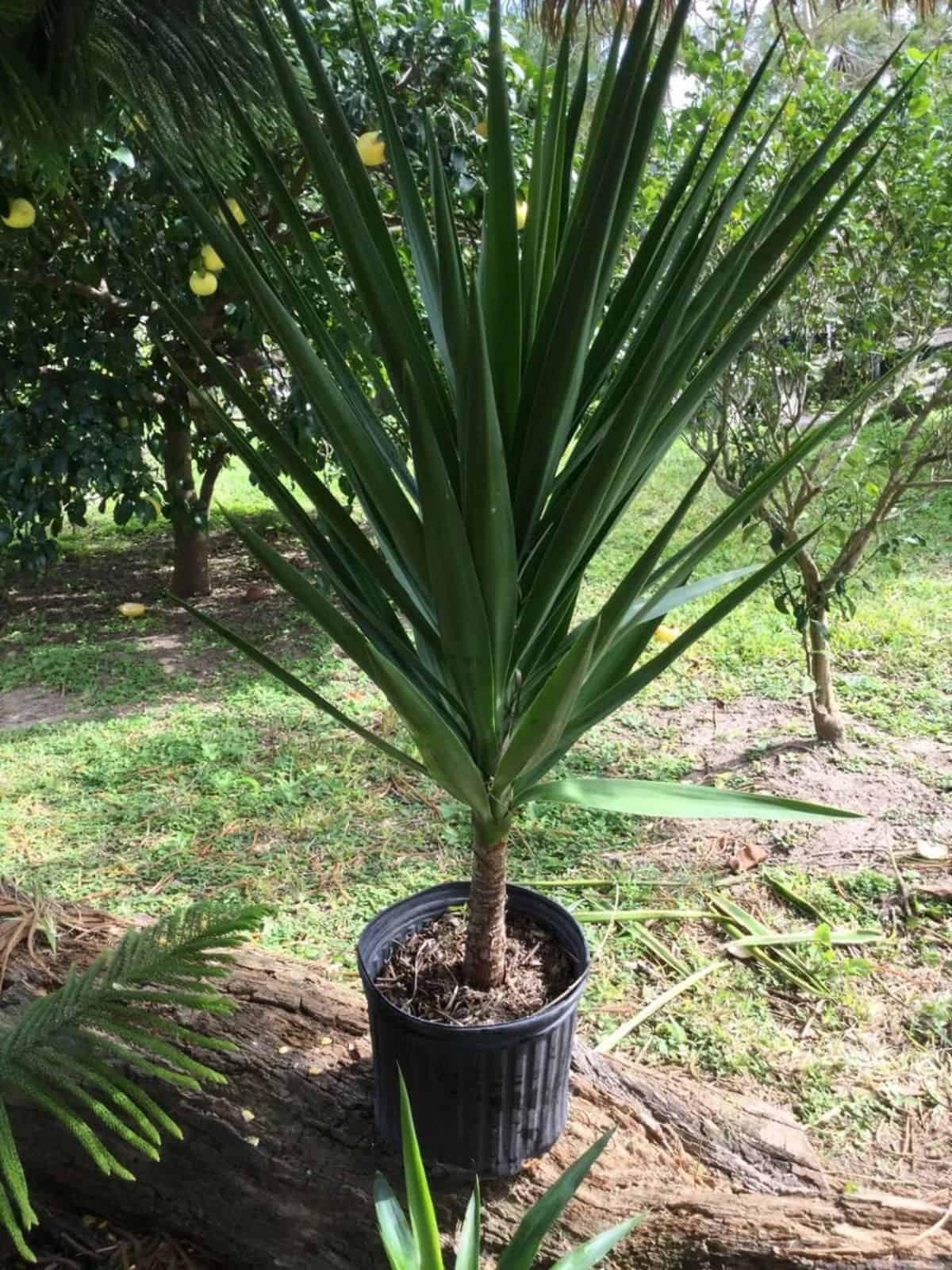 Yucca Elephantipes grows in a pot outdoor.