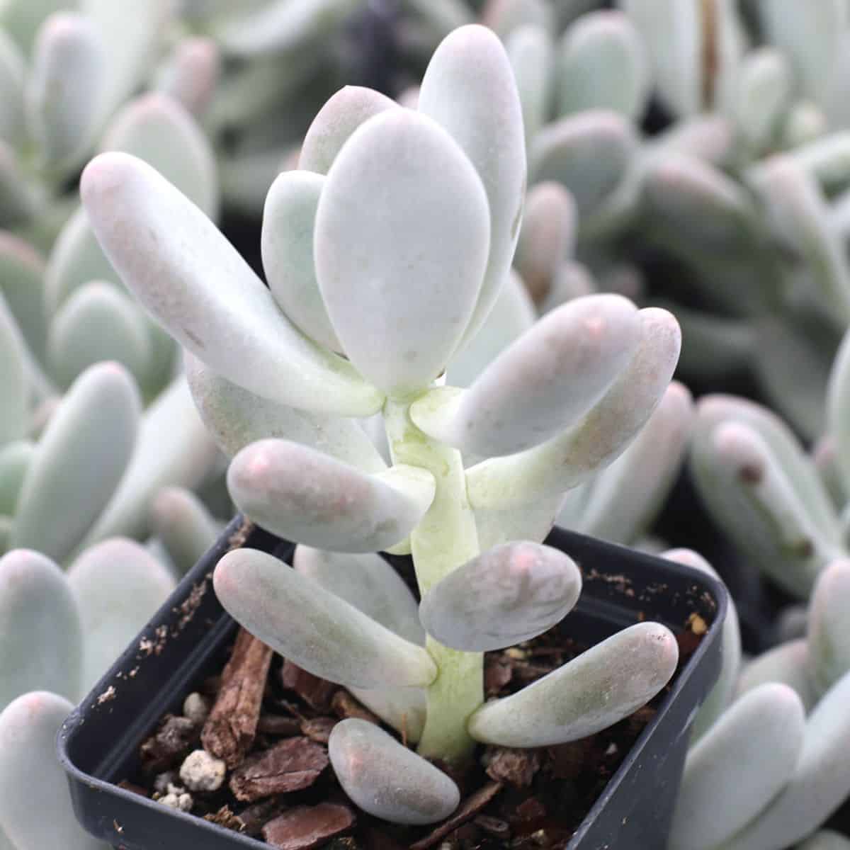 Pachyphytum 'Blue Haze' grows in a plastic pot.