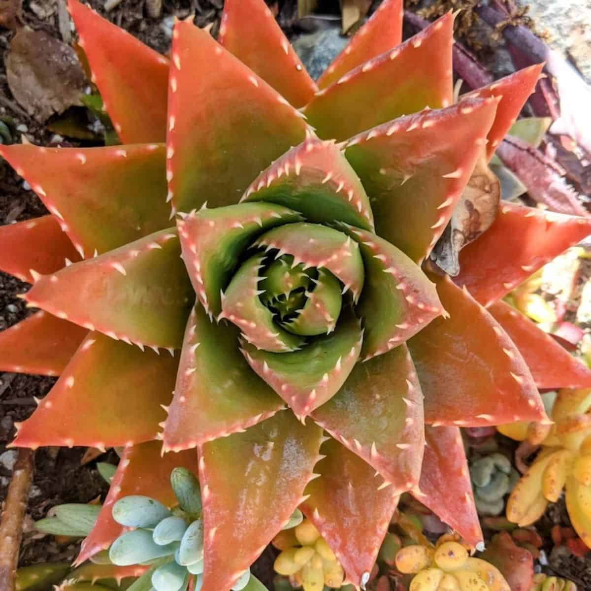 Aloe nobilis with red foliage.