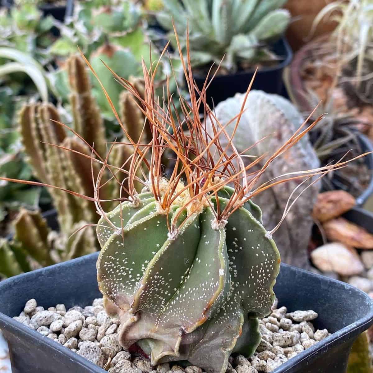 Astrophytum capricorne var. Aureum grows in a black plastic pot.