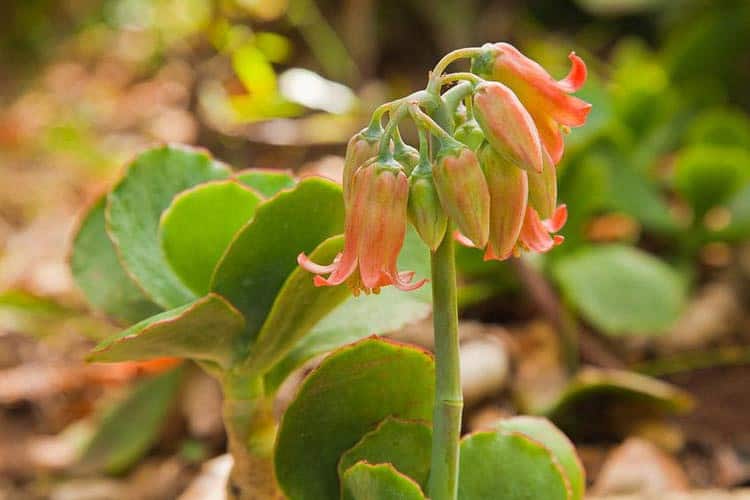 Cotyledon orbiculata var. oblonga 'Macrantha' in red-green bloom.