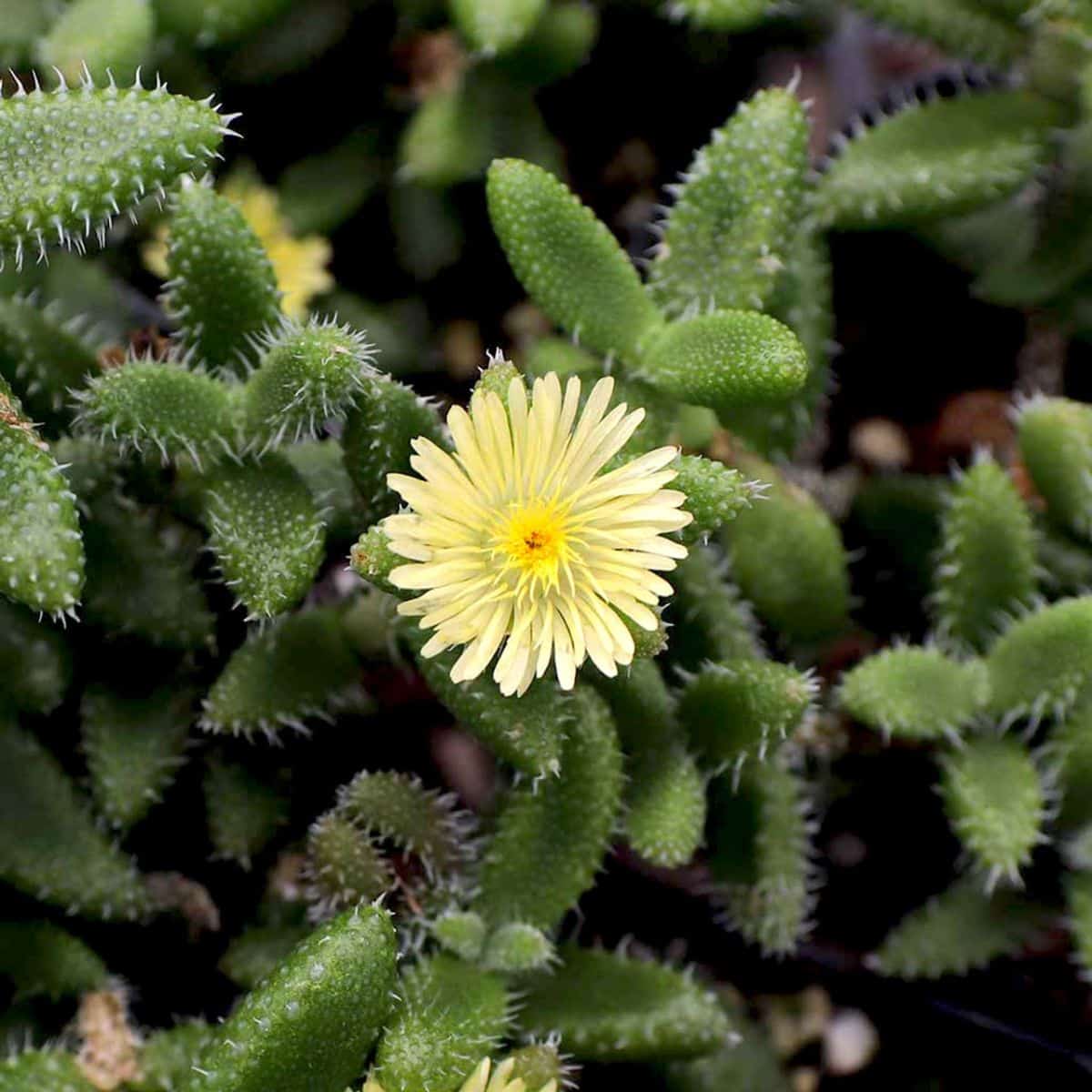 Delosperma echinatum with yellow flower.