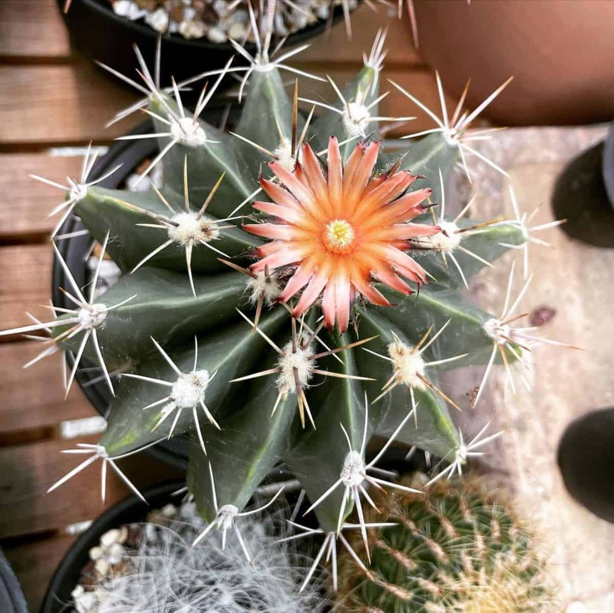 Ferocactus flavovirens with a small orange flower.