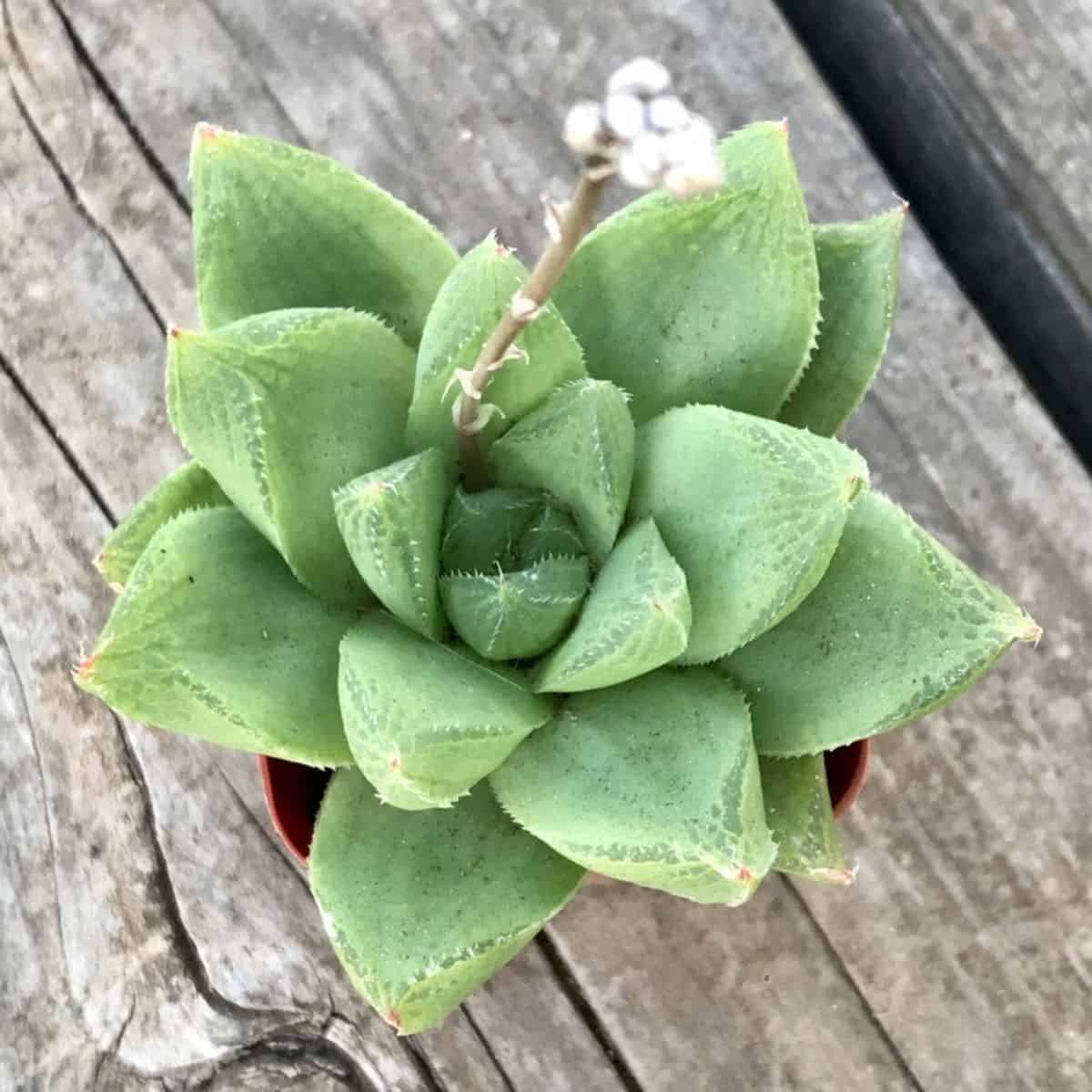 Haworthia cuspidata grows in a pot.