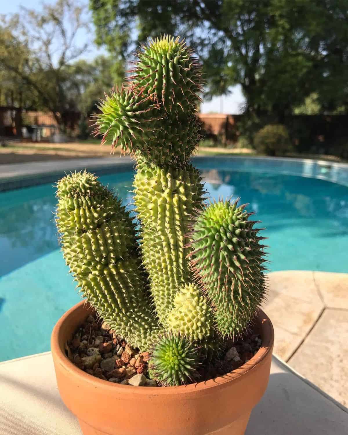 Hoodia rustica grows in a terracotta pot near a pool.