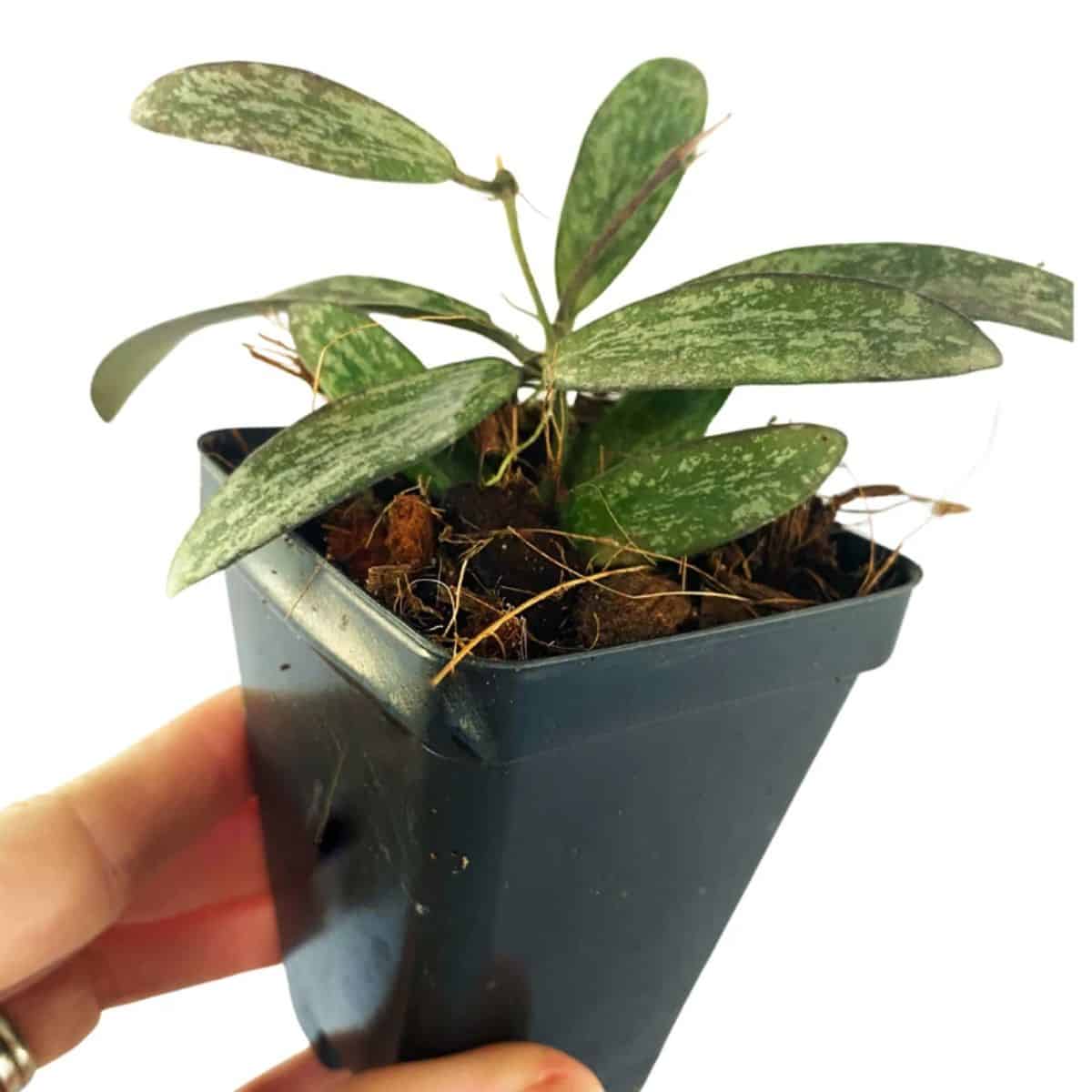 Hoya Sigillatis grows in a plastic pot held by hand.