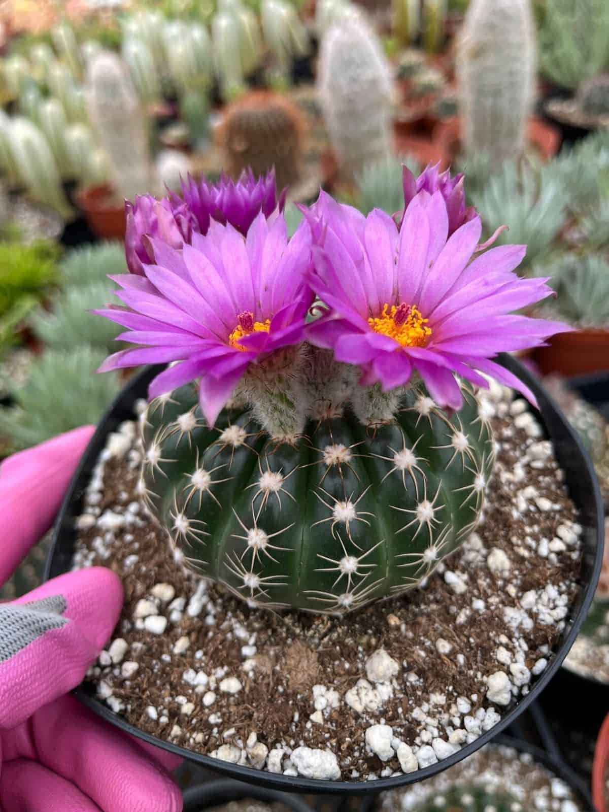 Notocactus Uebelmannianus with beautiful purple flowers grows in a plastic pot held by hand.