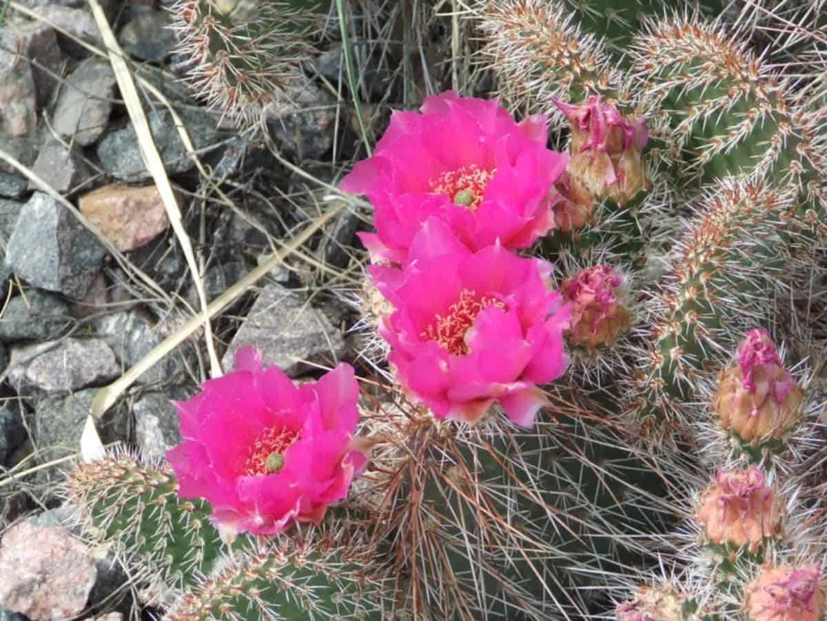 Opuntia polyacantha v. erinacea with purple flowers.