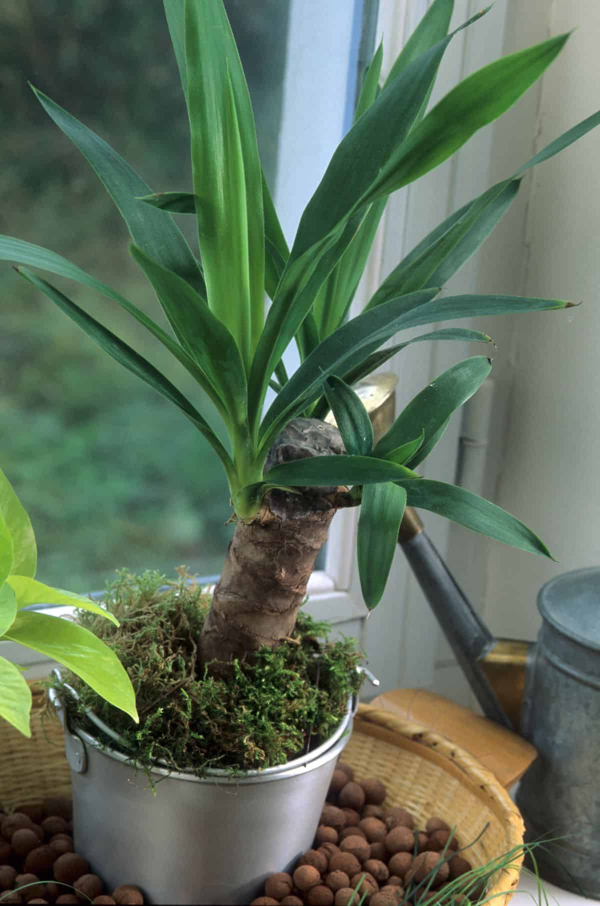Yucca Spanish Bayonet grows in a small pot on a windowsill.