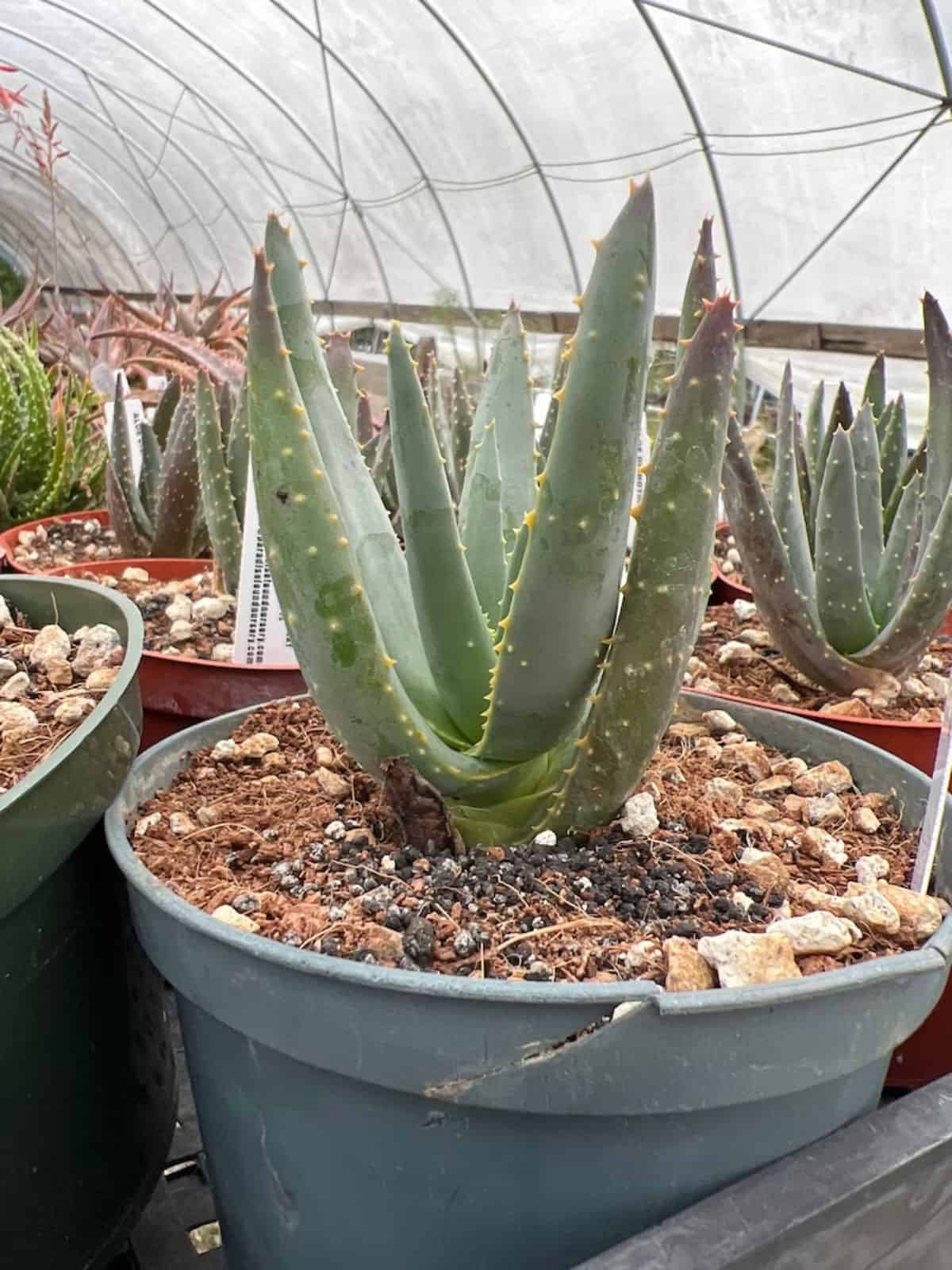 Quiver Tree - Aloe dichotoma grows in a plastic pot.