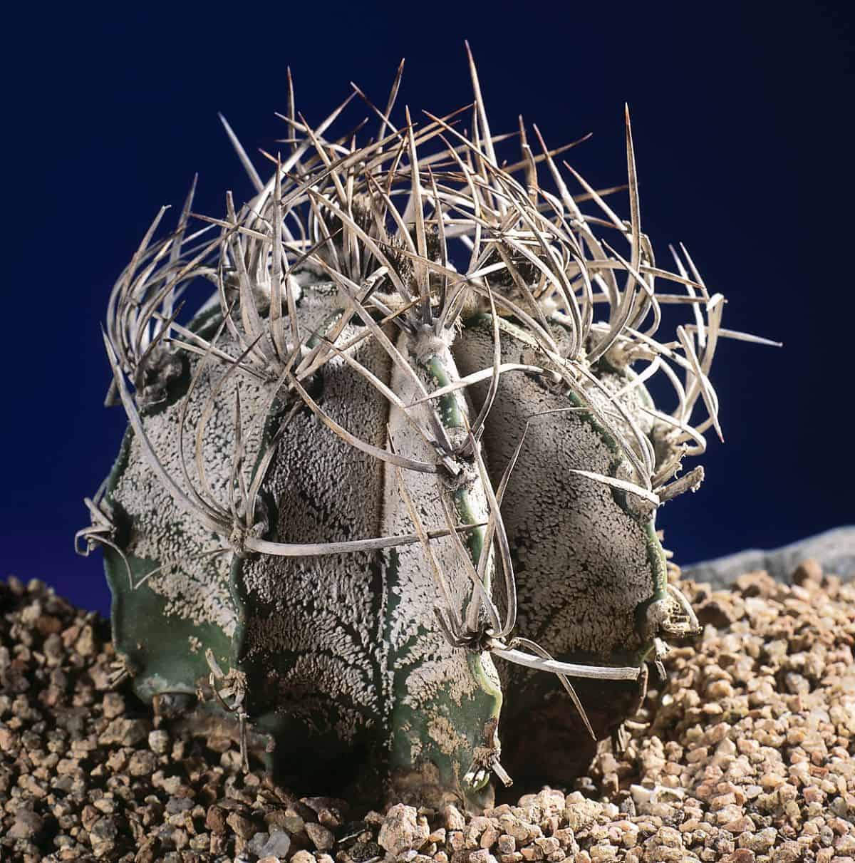 Astrophytum capricorne var. Niveum.