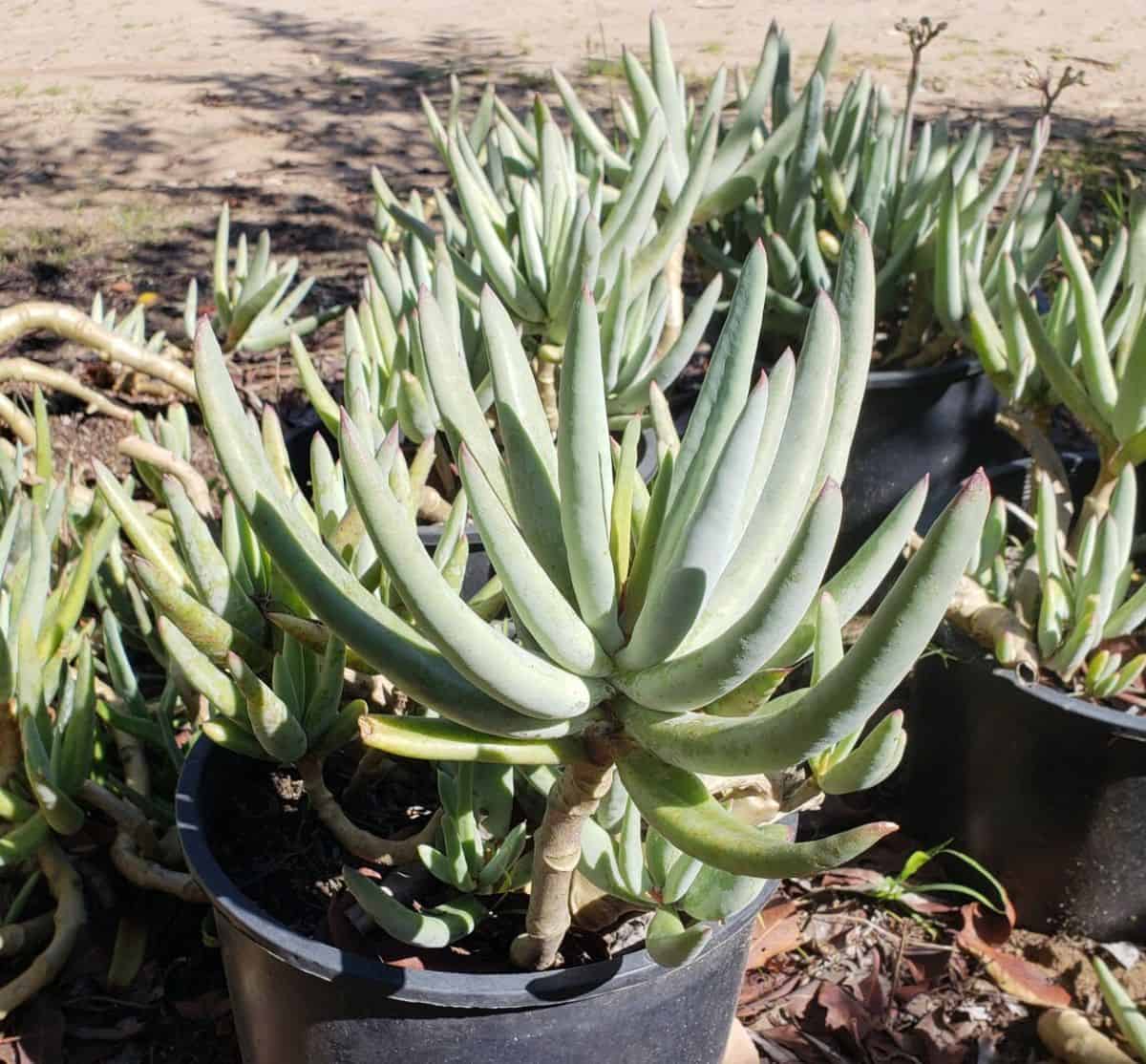 Cotyledon orbiculata var. oblonga 'Flavida' grows in a black plastic pot.