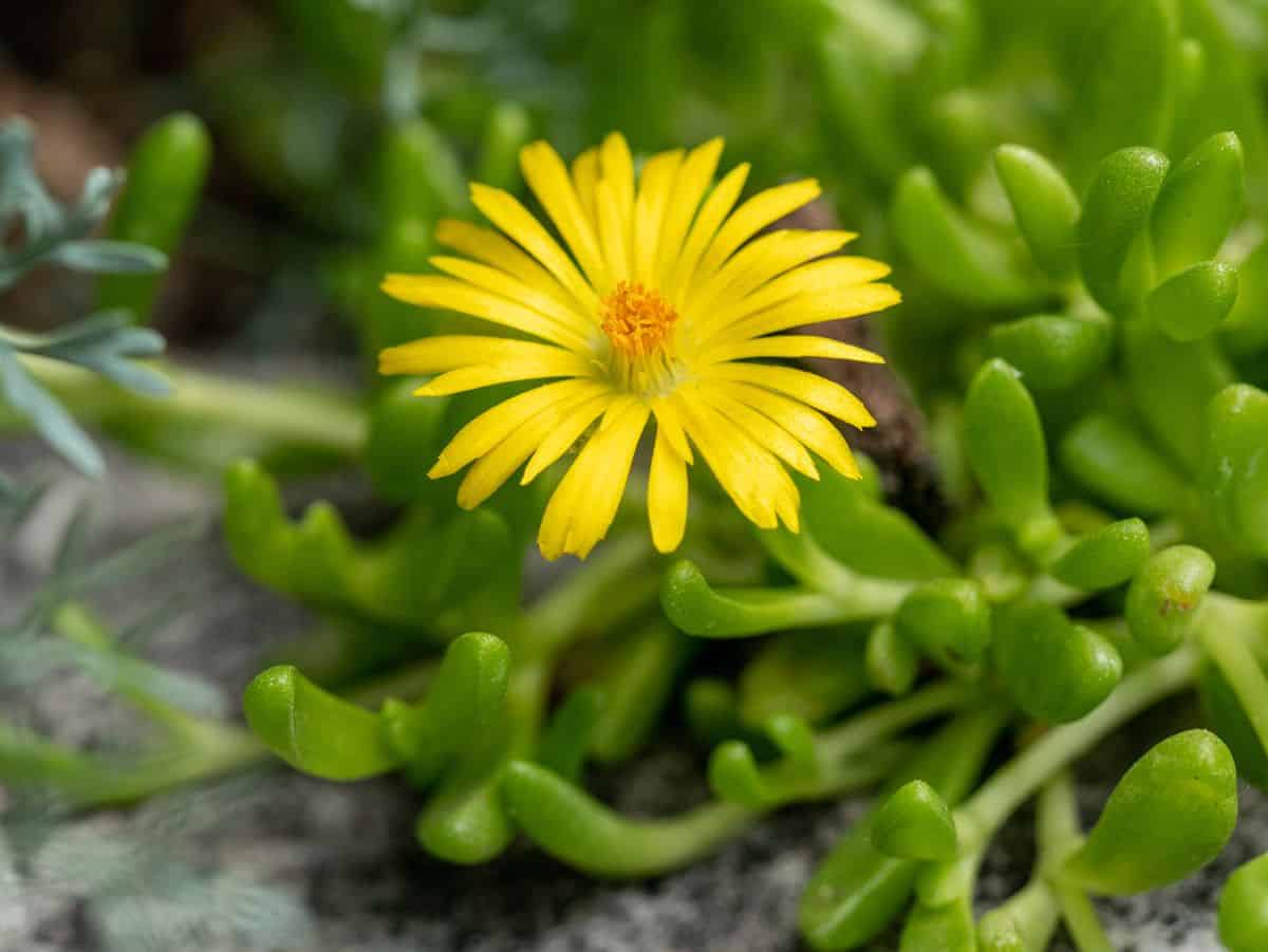 Delosperma nubigenum yellow flower.