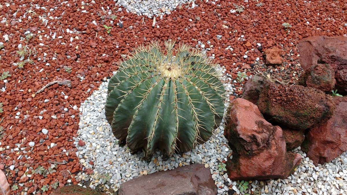 Ferocactus glaucescens grows in a garden.