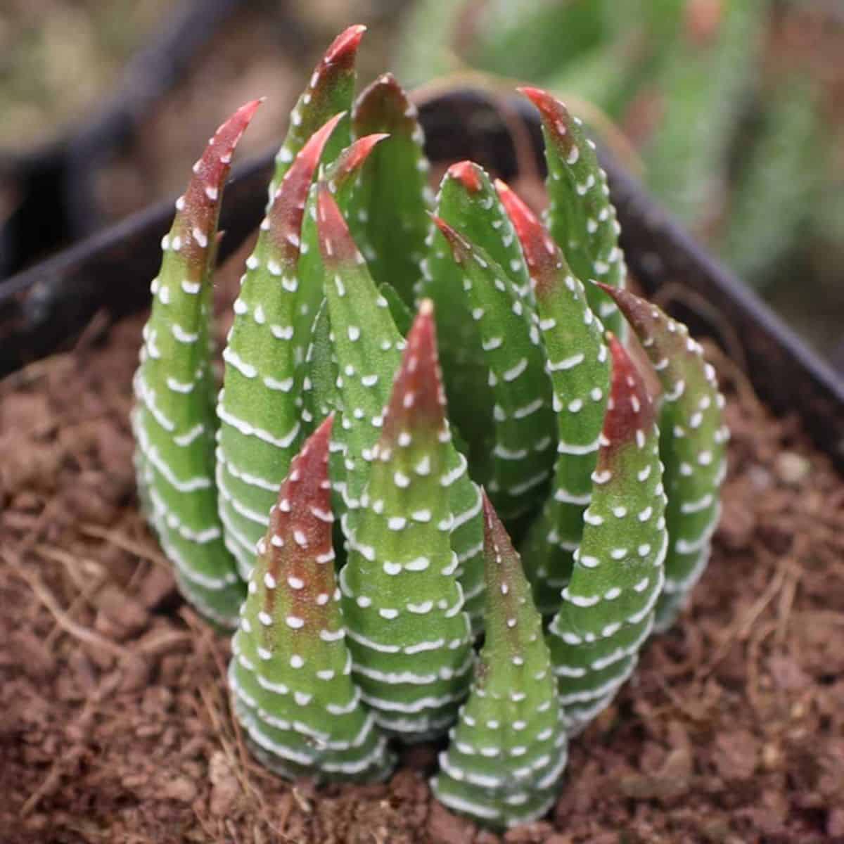 Haworthia Pearl Plant grows in a pot.