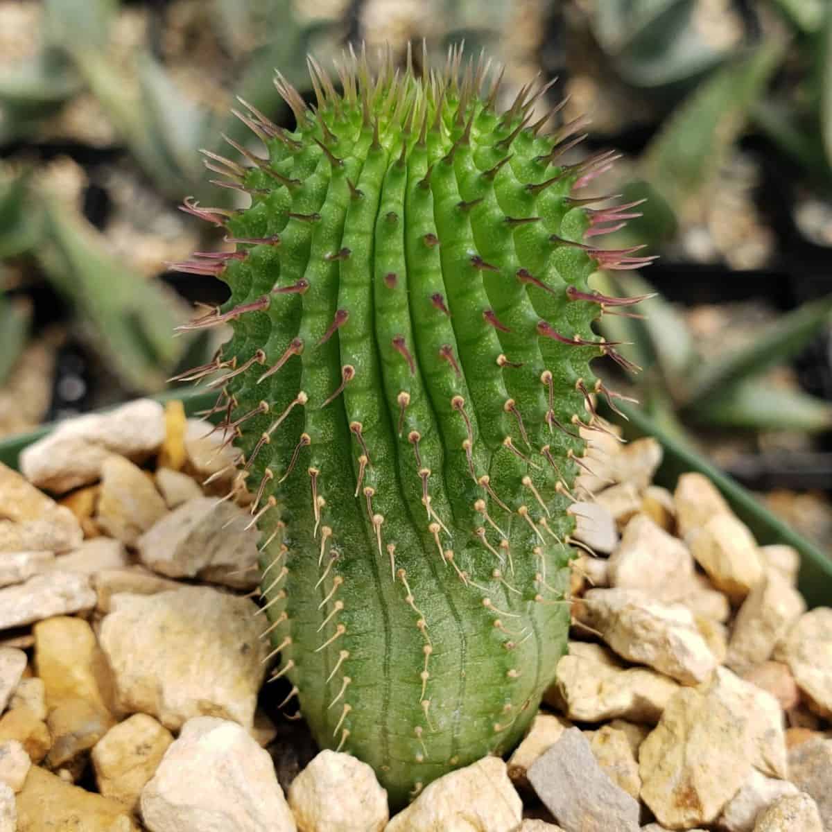 Hoodia pilifera grows in a pot.