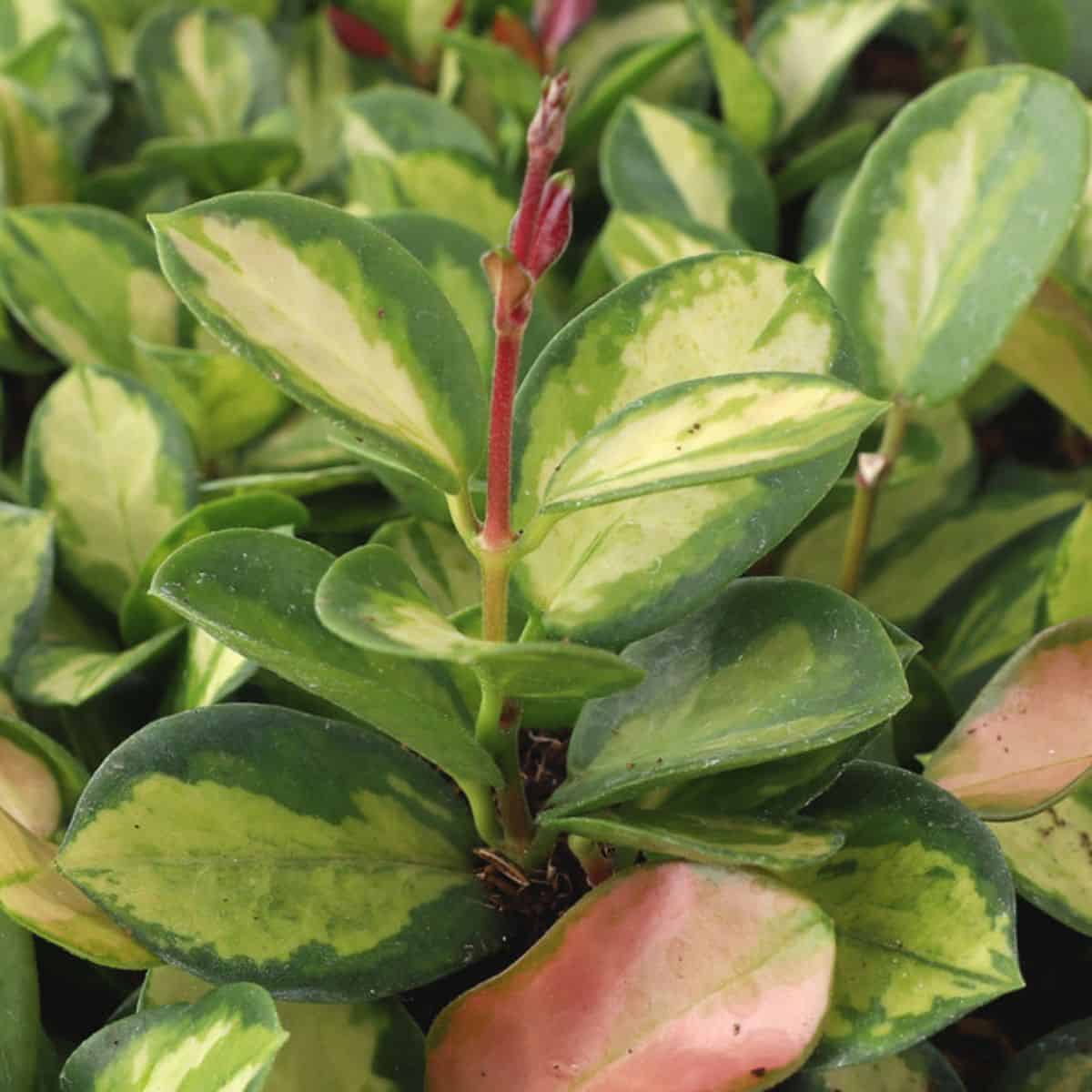 A close-up of a Hoya Australis