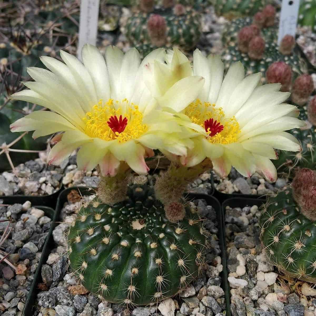 Notocactus Concinnus with two yellow flowers grows in a pot.