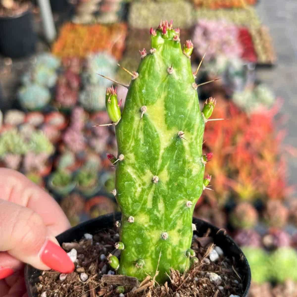 Opuntia monacantha ‘Maverick’ Variegata grows in a black plastic pot.