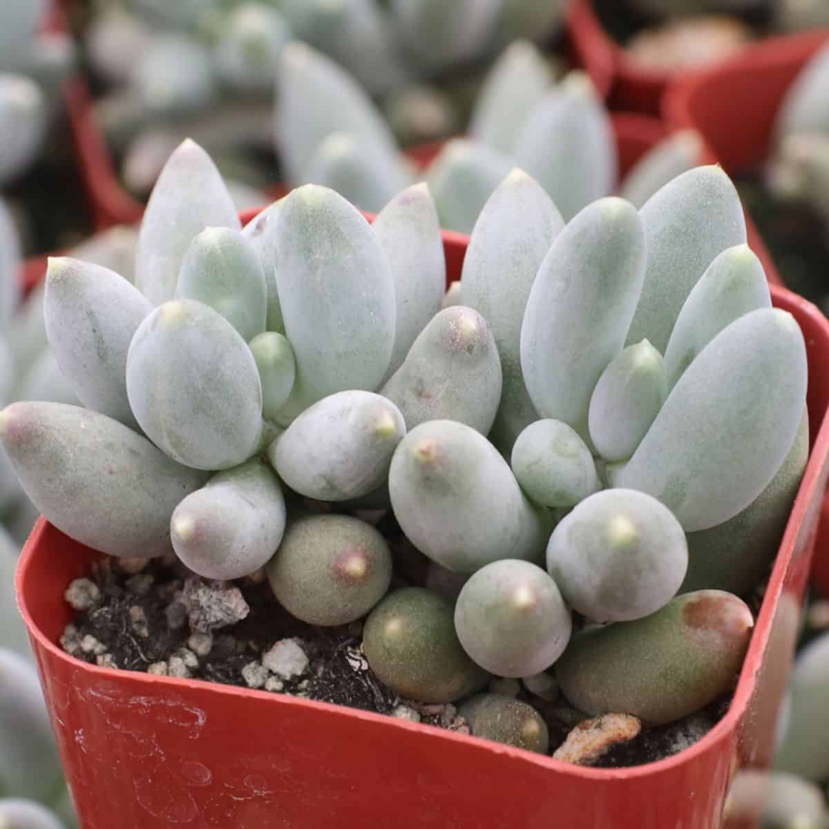 Pachyphytum rzedowskii grows in a plastic pot.