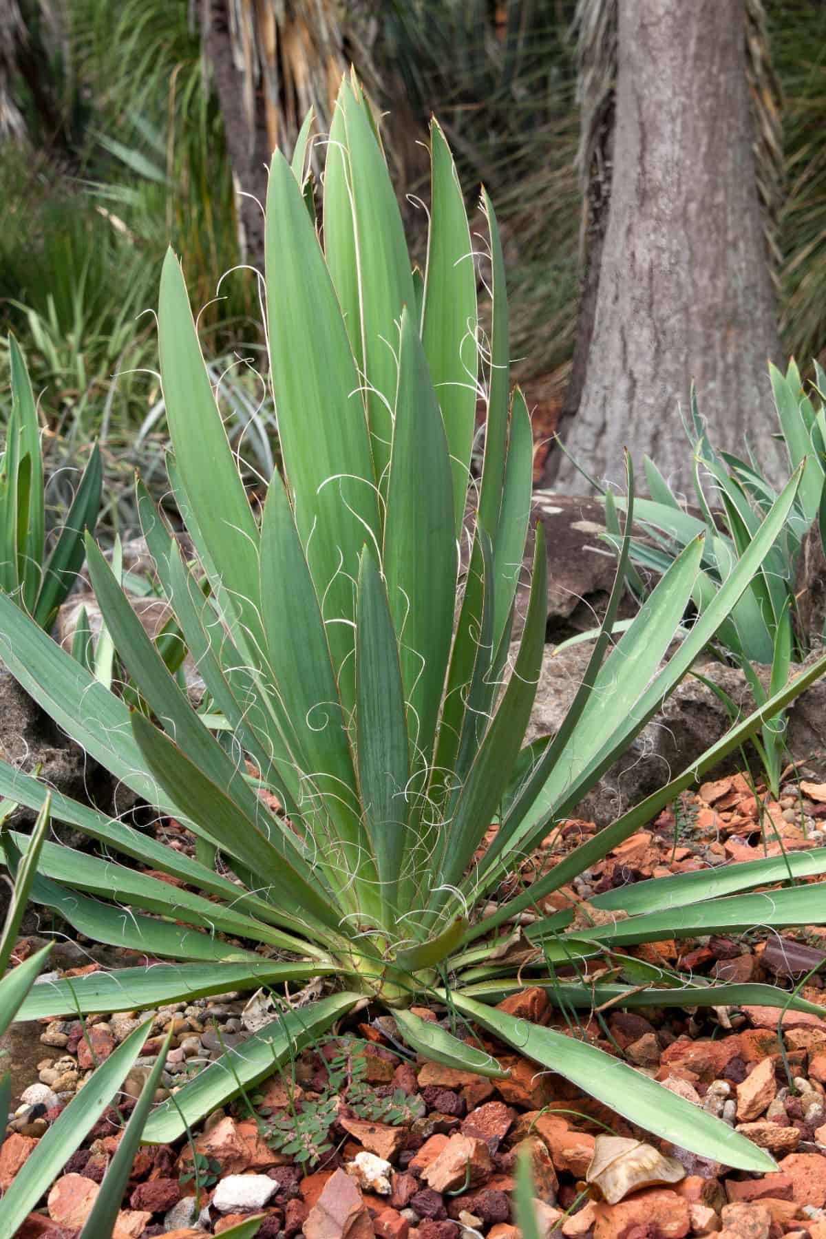 Yucca flaccida grows outdoor.