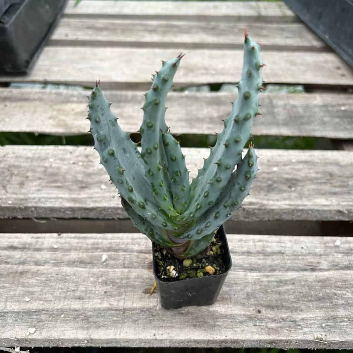 Aloe ferox grows in a small black pot.