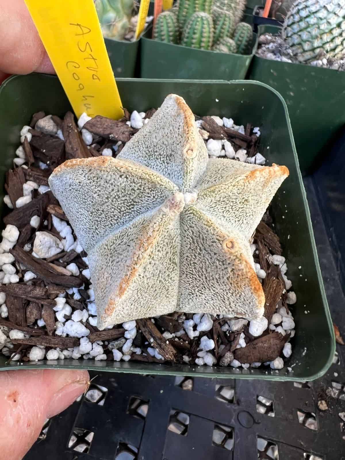 Astrophytum coahuilense grows in a green plastic pot held by hand.