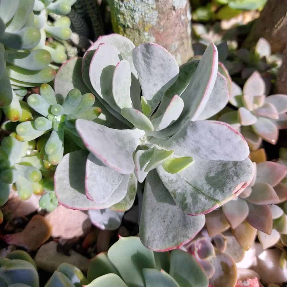 A close-up of Cotyledon orbiculata 'Silver Peak'