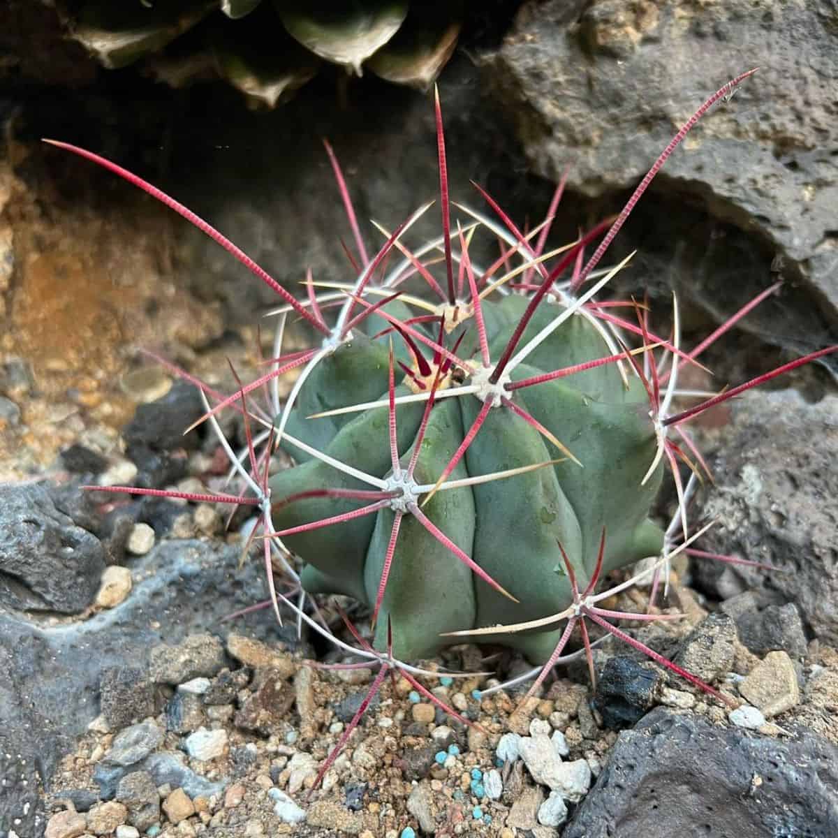 Ferocactus emoryi ssp. rectispinus grows in rocky soil.