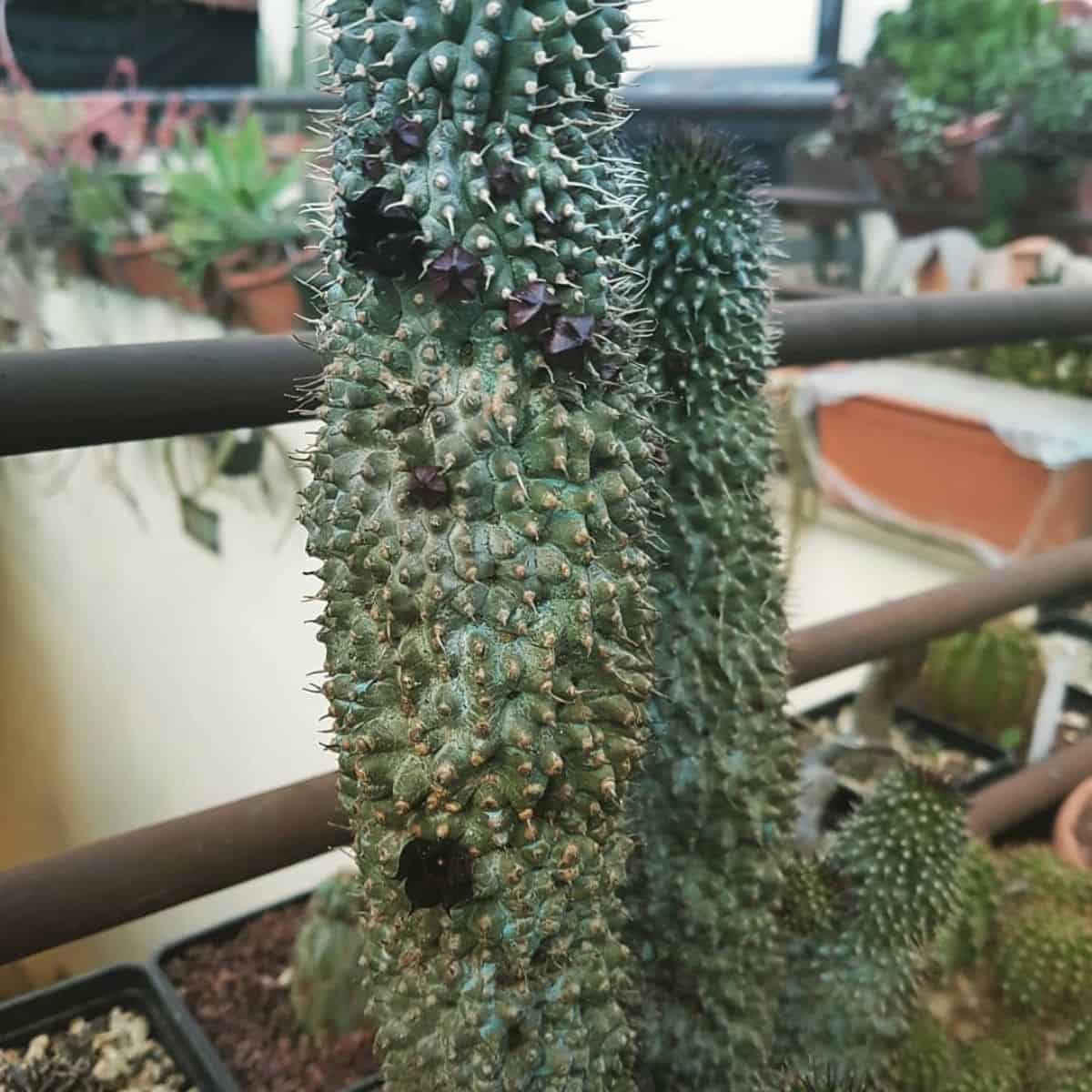 Hoodia pedicellata with small black flowers grows in a pot.