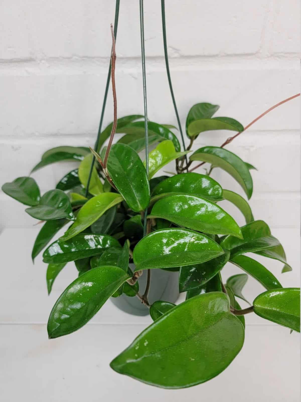 Hoya Carnosa grows in a hanging basket.