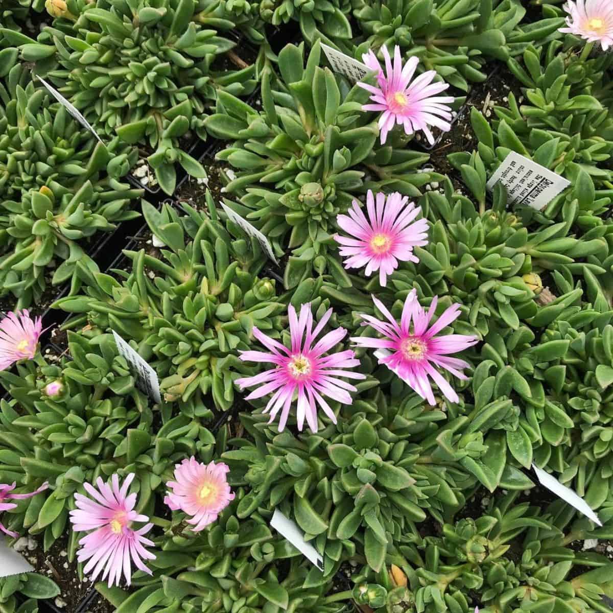 Delosperma LAVENDER ICE in pink bloom.