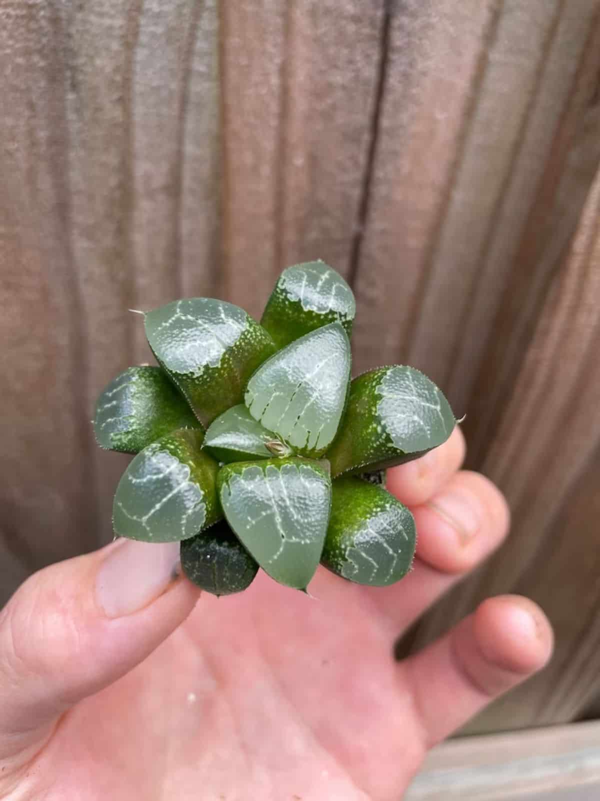 Haworthia Moon Shadow held by hand.