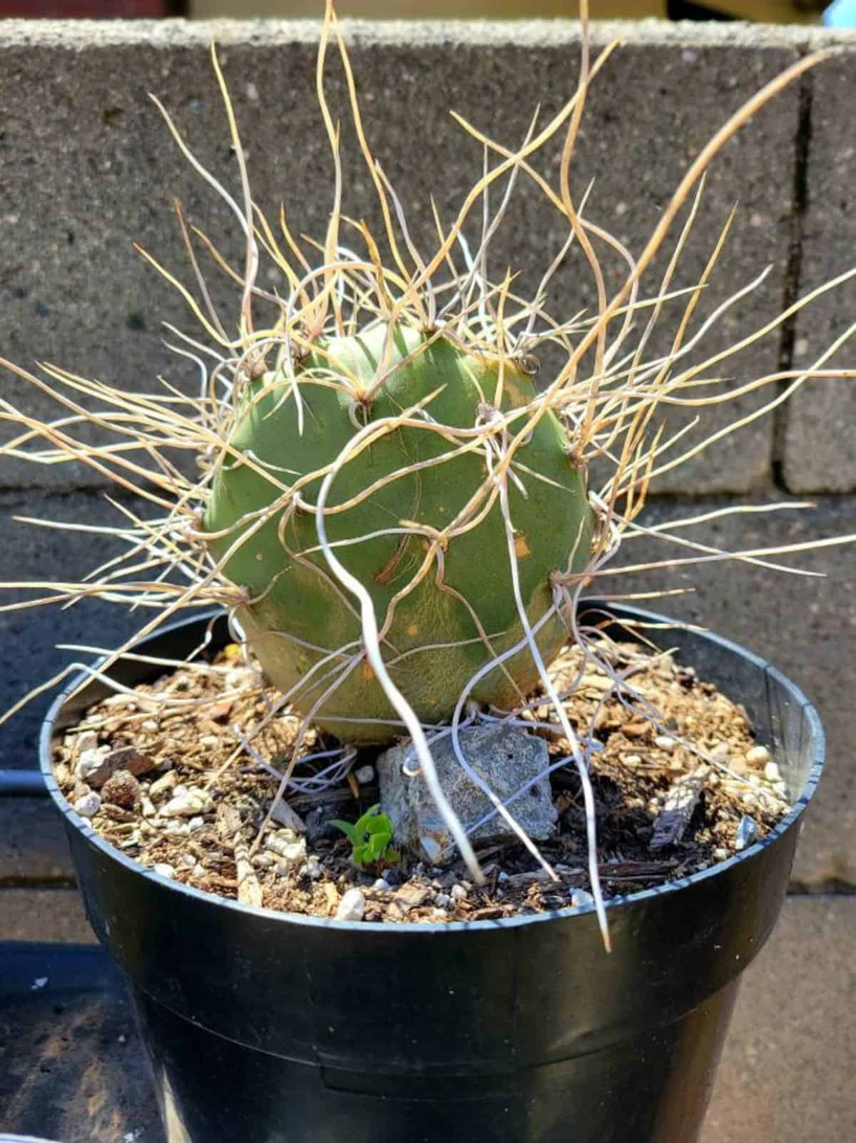 Opuntia sulphurea grows in a plastic pit.