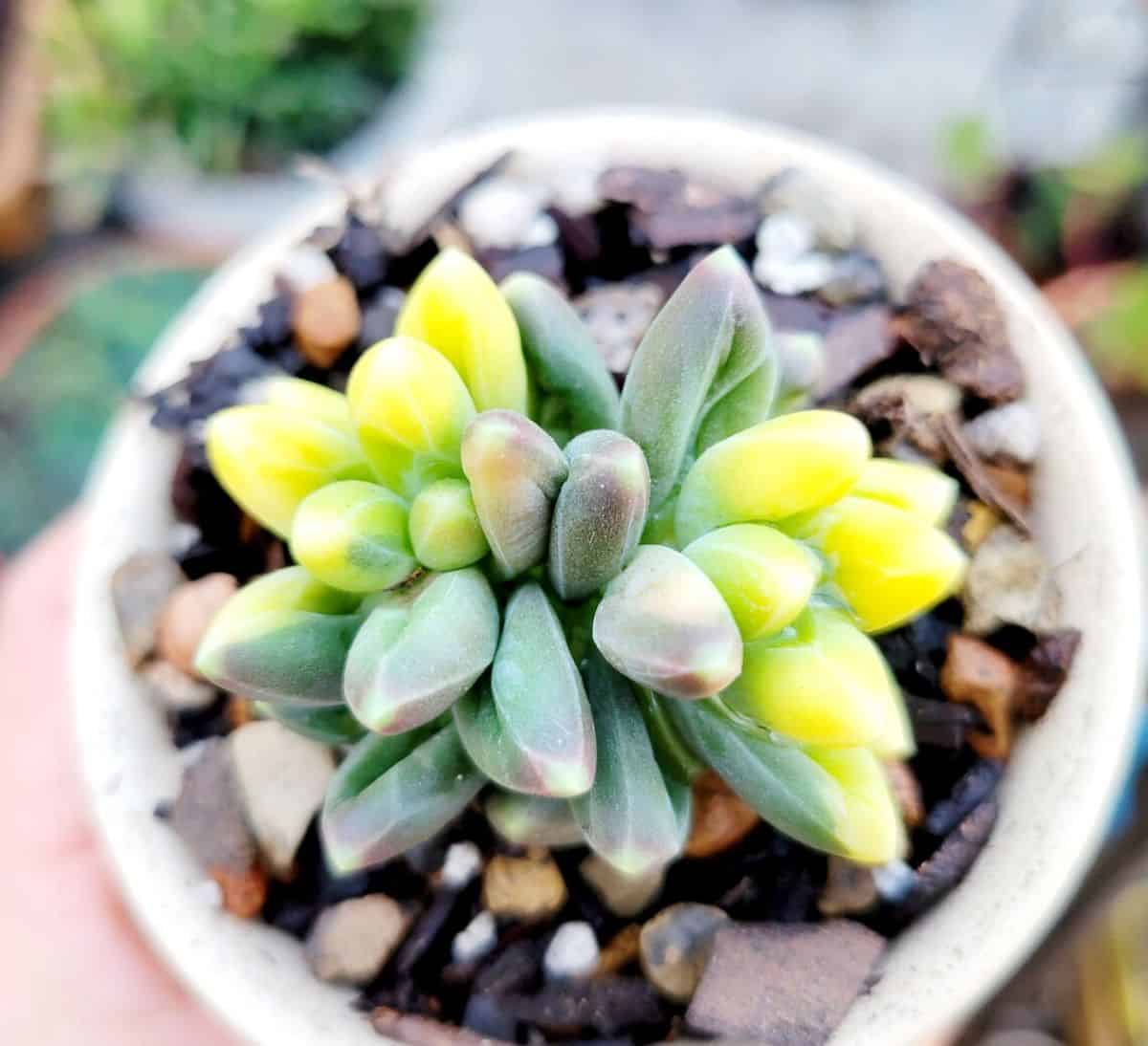 Pachyphytum compactum 'Variegatum' grows in a pot.