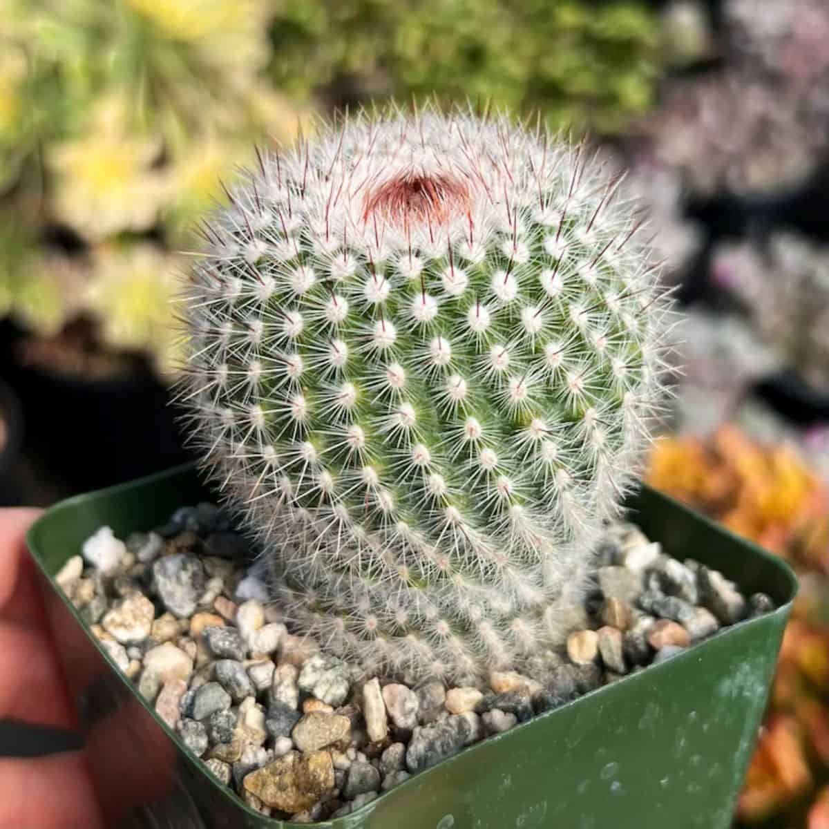 Parodia Scopa grows in a green plastic pot.