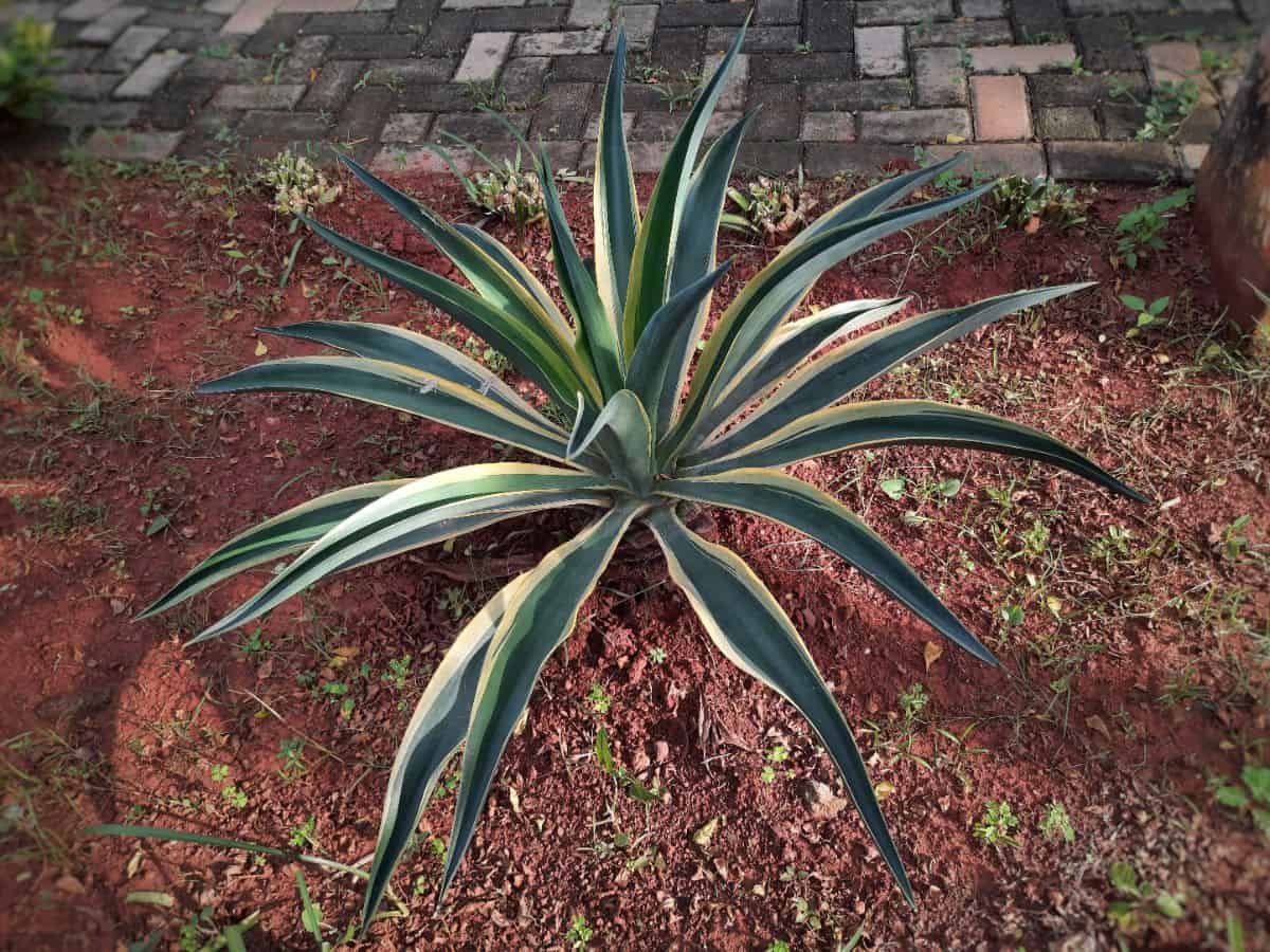 Yucca gloriosa ‘Bright Star’ grows outdoor.