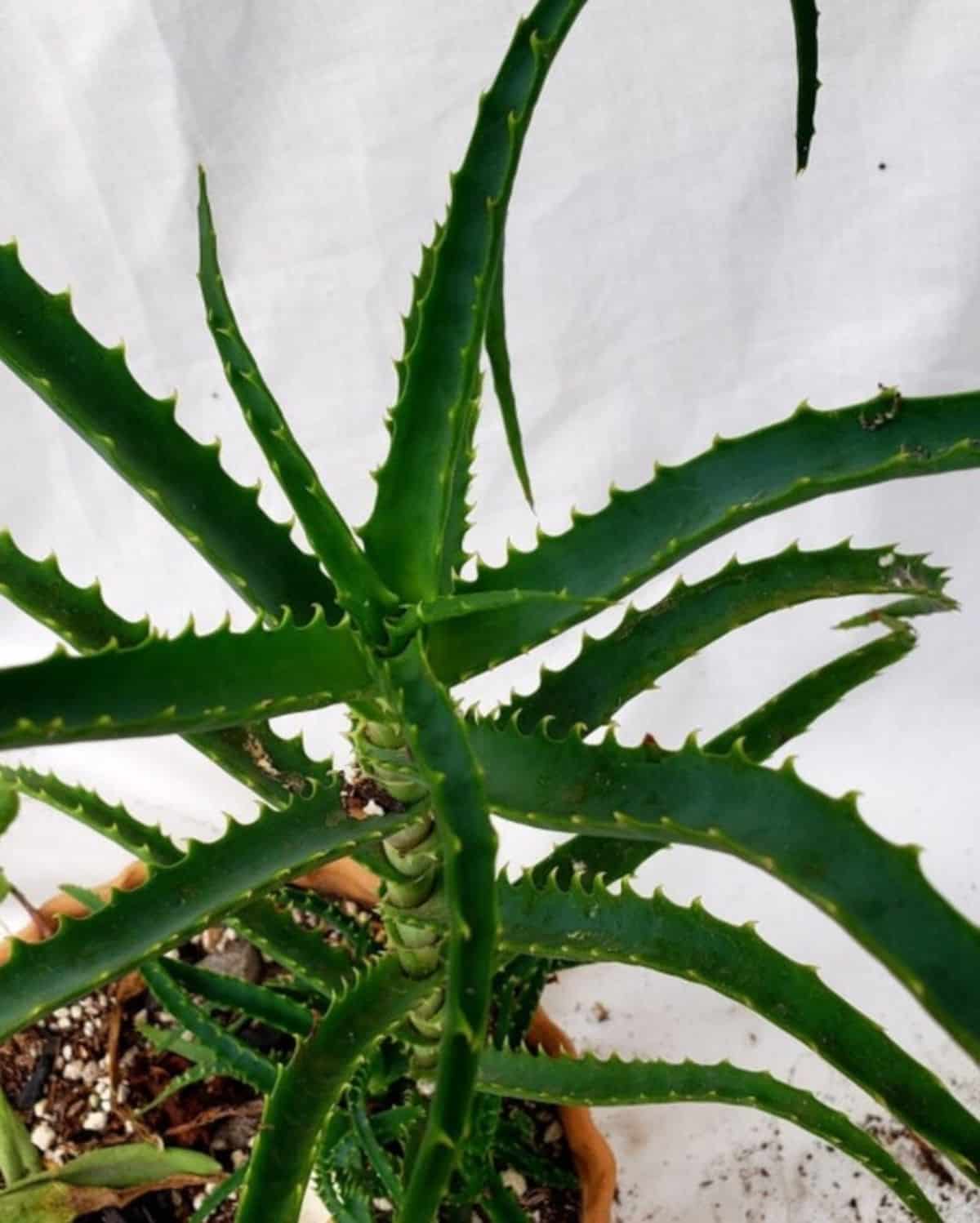 A close-up of Aloe ciliaris.