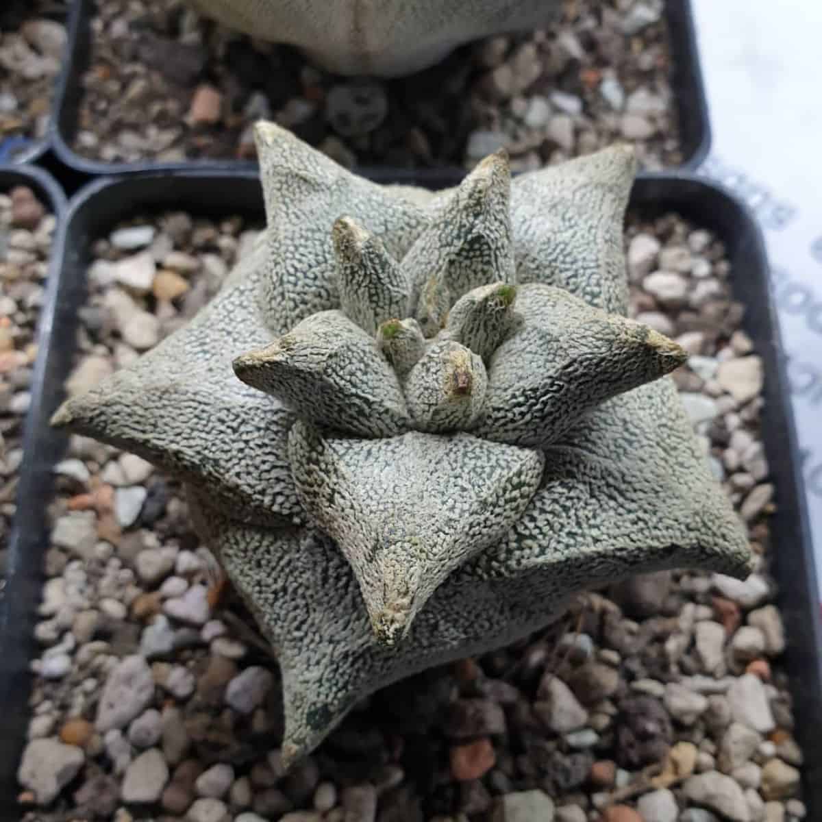 Astrophytum coahuilense cv. Hakuran Kikko grows in a black plastic pot.