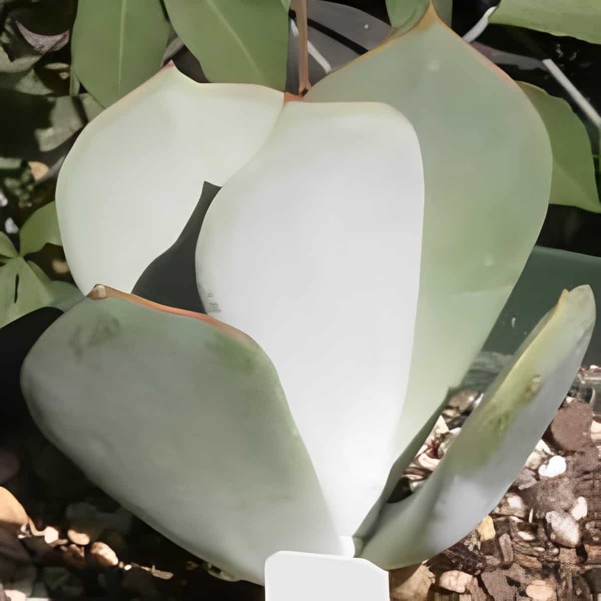 A close-up of Cotyledon orbiculata 'Rhodes'.