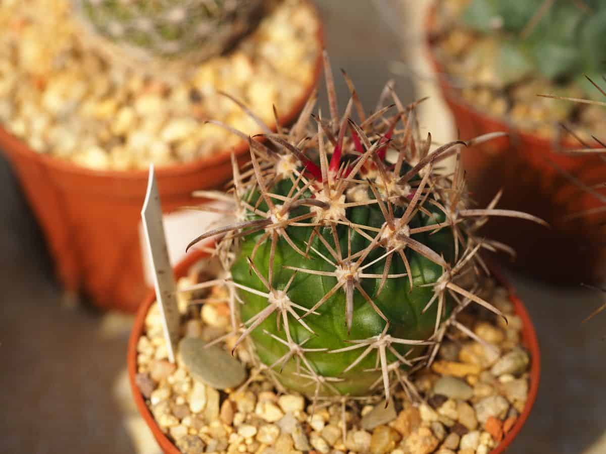 Ferocactus fordii grows in a small plastic pot.