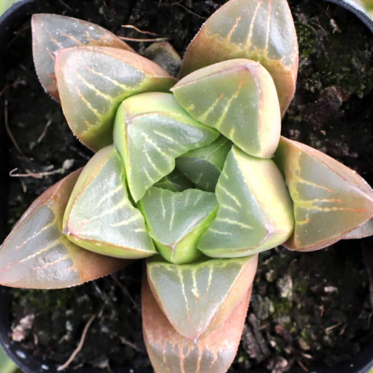 Haworthia Pink Mutica grows in a pot.