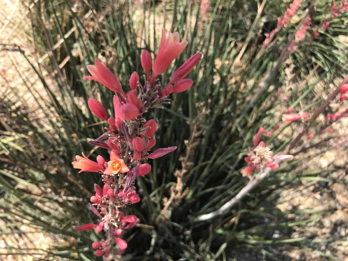 Hesperaloe parviflora in red bloom grows outdoor.